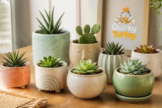 Best Ceramic Plant Pots for Succulents: 2026 Picks