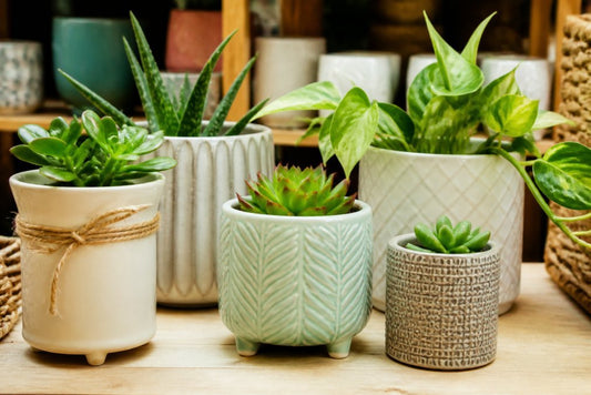 Buy Unique Ceramic Plant Pots: A 2026 Guide - Quirky Turkey Gifts