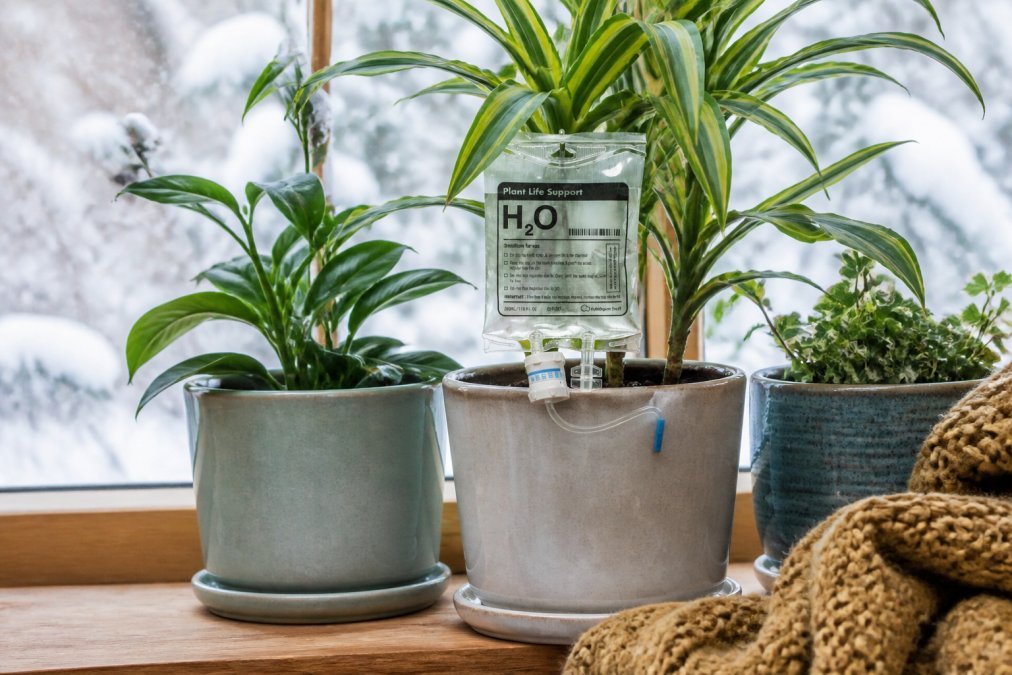 How to Care for Ceramic Plant Pots in Winter - Quirky Turkey Gifts
