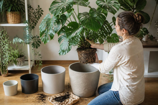 What Size Pot for Large Monstera: A Guide