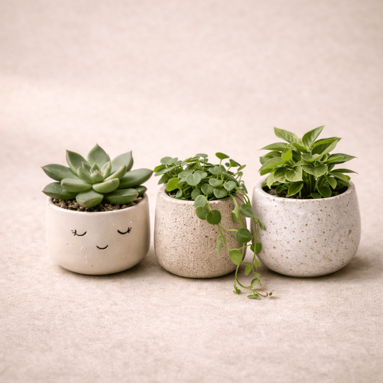 Plant Pots - The Fashion Gift Shop