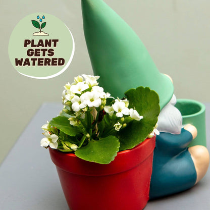 Hydrating Herbert Self Watering Plant Pot for Indoor Plants Pots & Planters Boxer Gifts Quirky Turkey Gifts