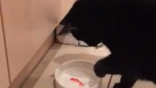 Goldfish Trick Water Bowl for Cats, Novelty Ceramic Cat Water Dish