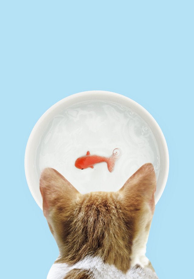 Goldfish Trick Water Bowl for Cats, Novelty Ceramic Cat Water Dish Gadgets SuckUK Quirky Turkey Gifts