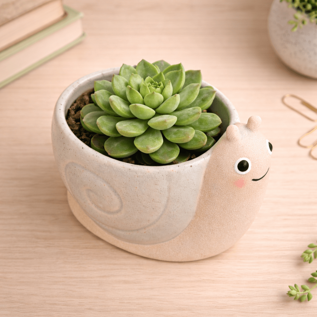Mini Snail Planter (Cottage Garden) – Sass & Belle 🐌 Pots & Planters Sass and Belle Quirky Turkey Gifts
