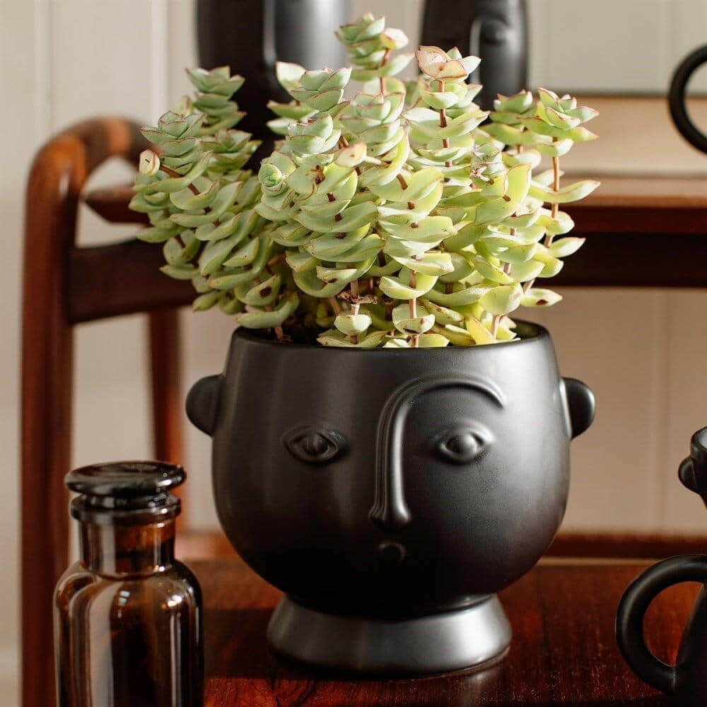 Face Hanging Planter Matte Pink and Matte Black Pots & Planters Sass and Belle Quirky Turkey Gifts