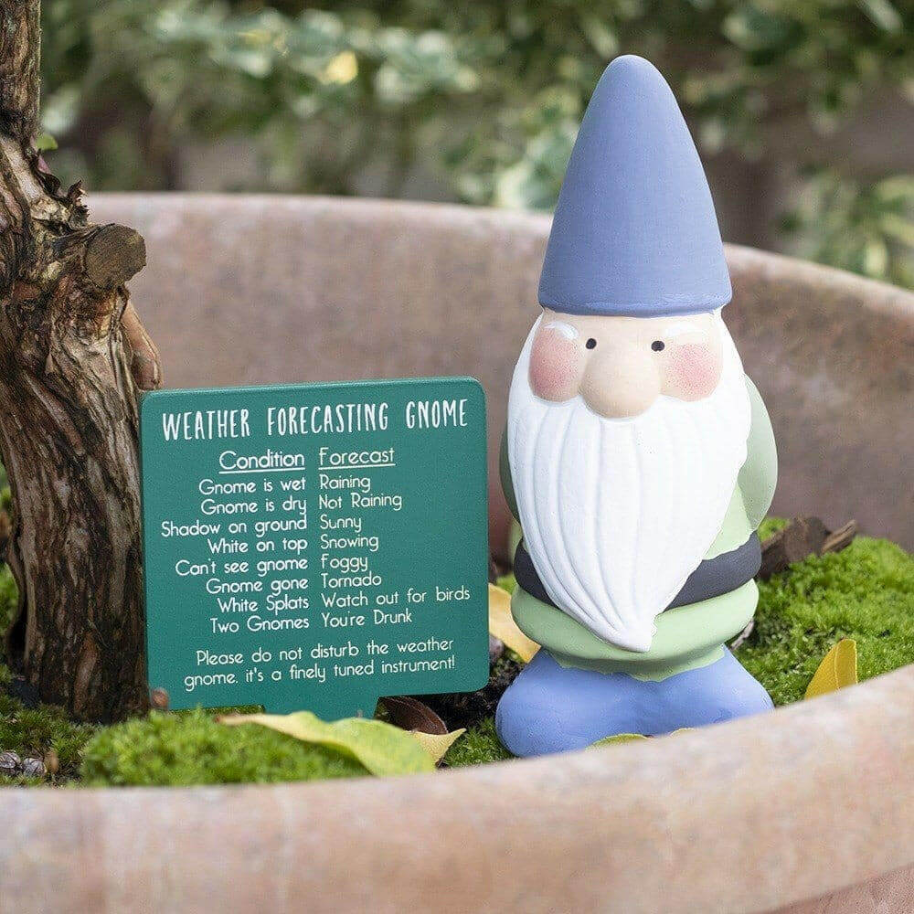 Small Garden Weather Forecasting Gnomes in 3 Colours 15cm Tall Pots & Planters Jones Home & Gifts Quirky Turkey Gifts