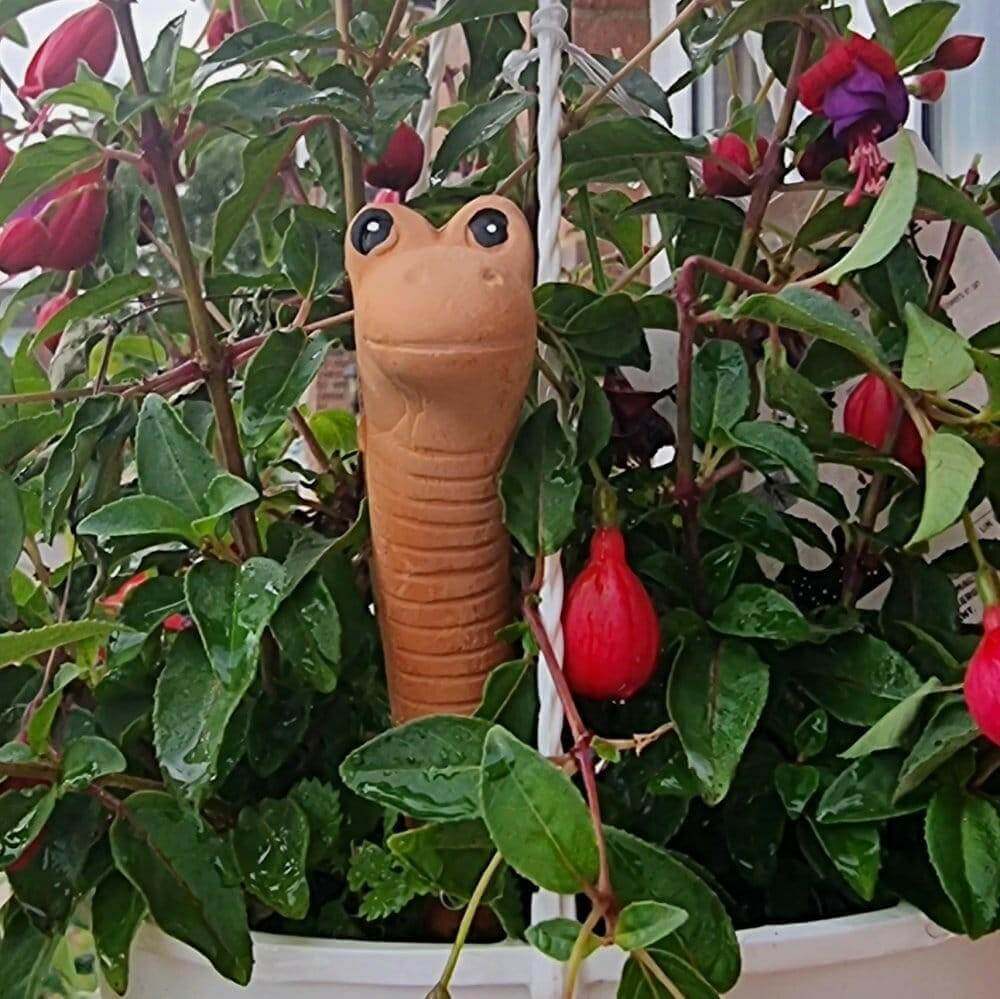 Willy the Garden Worm Water Sensor Gardeners Tool Pots & Planters Jones Home & Gifts Quirky Turkey Gifts